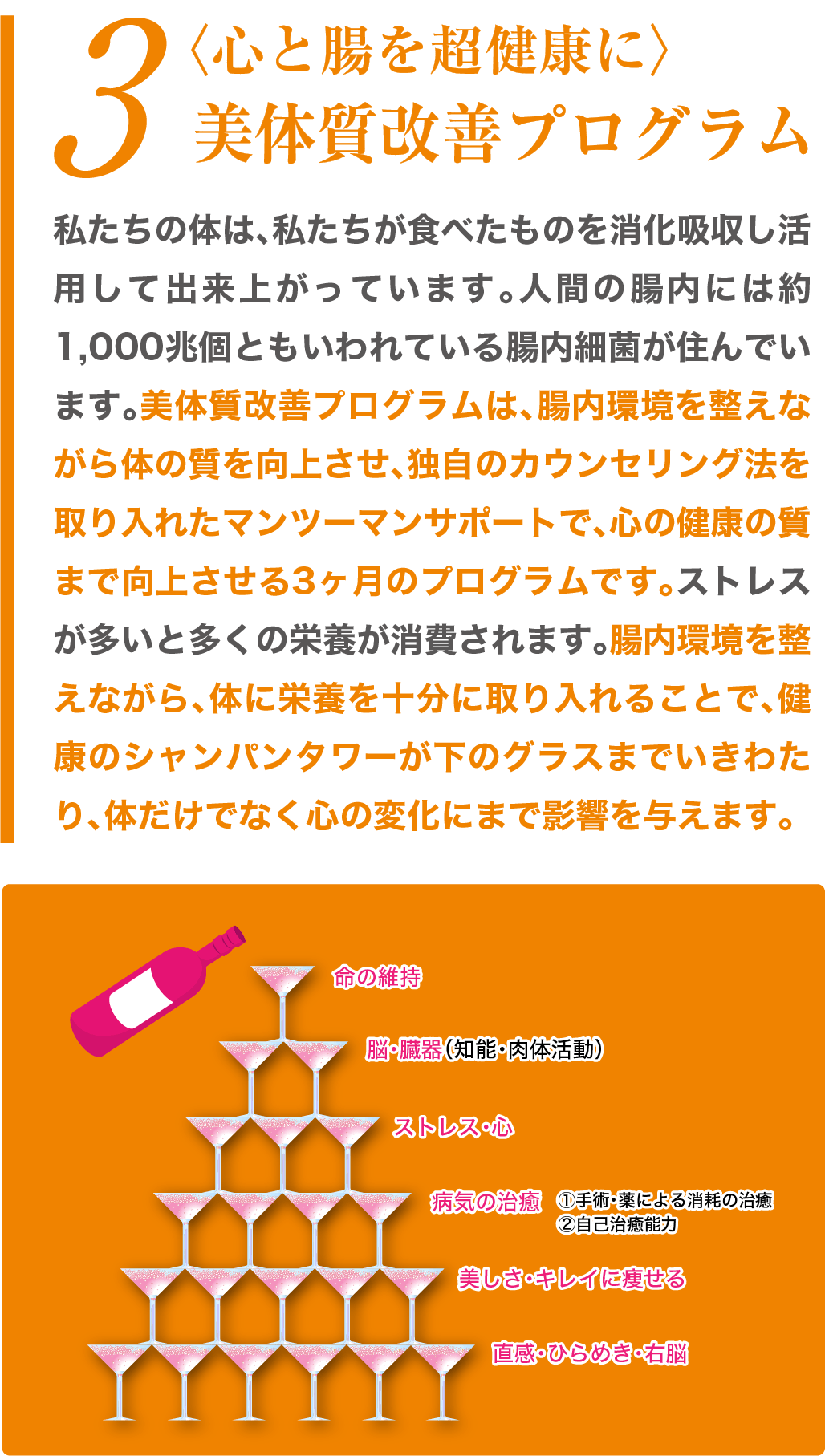 美体質改善プログラム